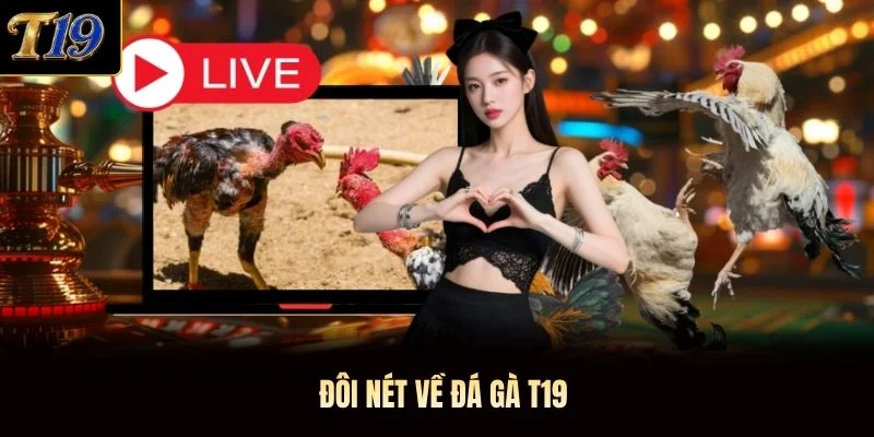 Đôi nét về đá gà T19 Đôi nét về đá gà T19